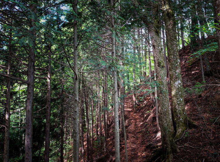 奥多摩ハイカーを目指して「三頭山」