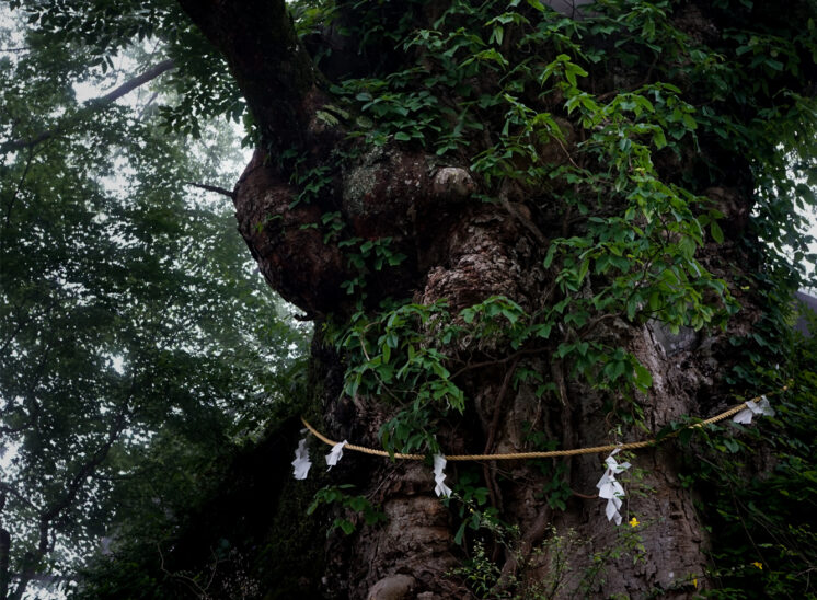 奥多摩ハイカーを目指して「御岳山」「大岳山」